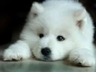 View TheWhiteWolves's Profile